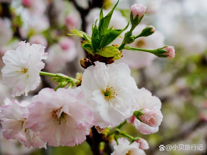 樱花影院-最新日本动漫电影在线观看，免费高清樱花动漫推荐与热播日剧同步更新
